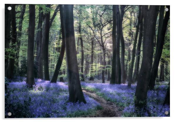 Bluebell Woodland Path Acrylic by Ceri Jones