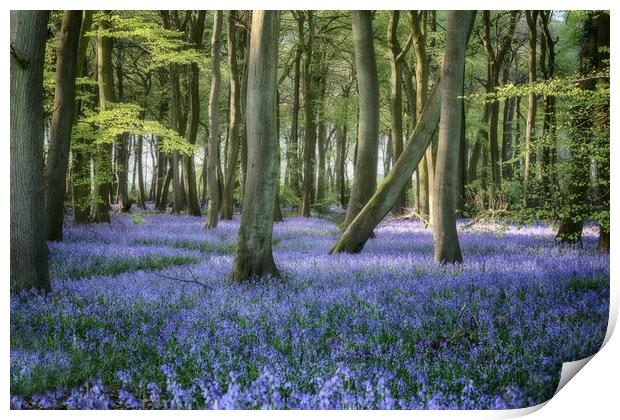 Carpet of Blue Print by Ceri Jones