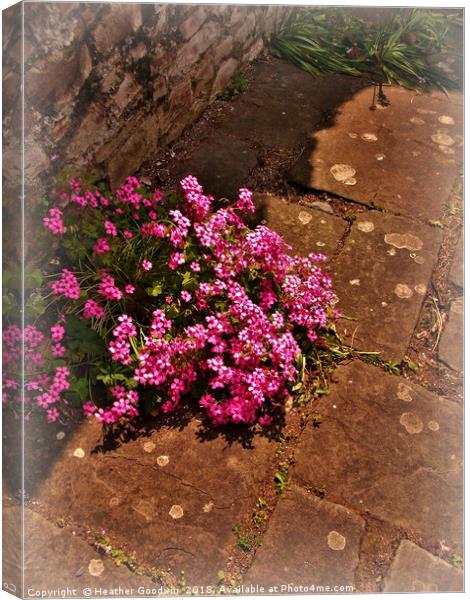 Courtyard Posy Canvas Print by Heather Goodwin