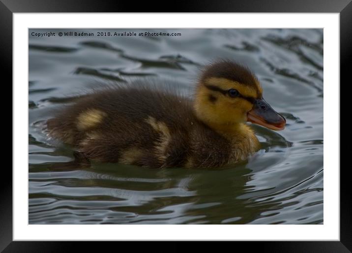 Newly Hatched Duckling  Framed Mounted Print by Will Badman