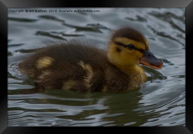 Newly Hatched Duckling  Framed Print by Will Badman