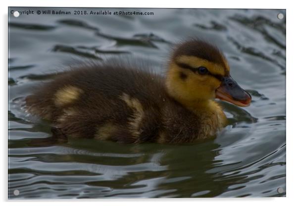 Newly Hatched Duckling  Acrylic by Will Badman