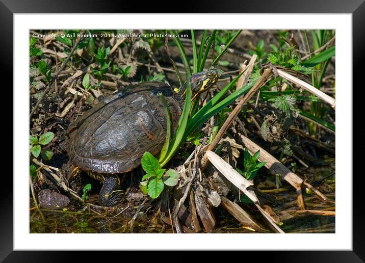 Wild Terrapin Turtle  Framed Mounted Print by Will Badman