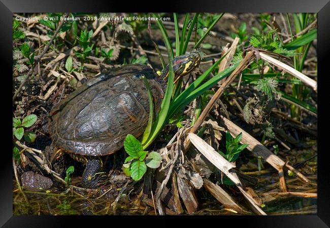 Wild Terrapin Turtle  Framed Print by Will Badman