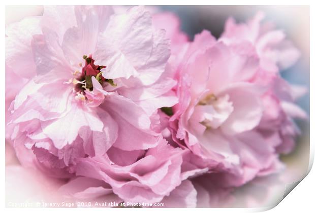 Delicate Pink Petals Print by Jeremy Sage