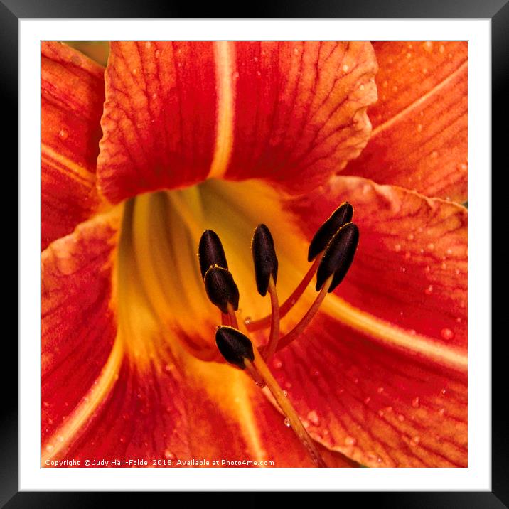 Day Lily Macro Framed Mounted Print by Judy Hall-Folde