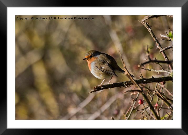 Robin perched on a rose branch Framed Mounted Print by Jim Jones