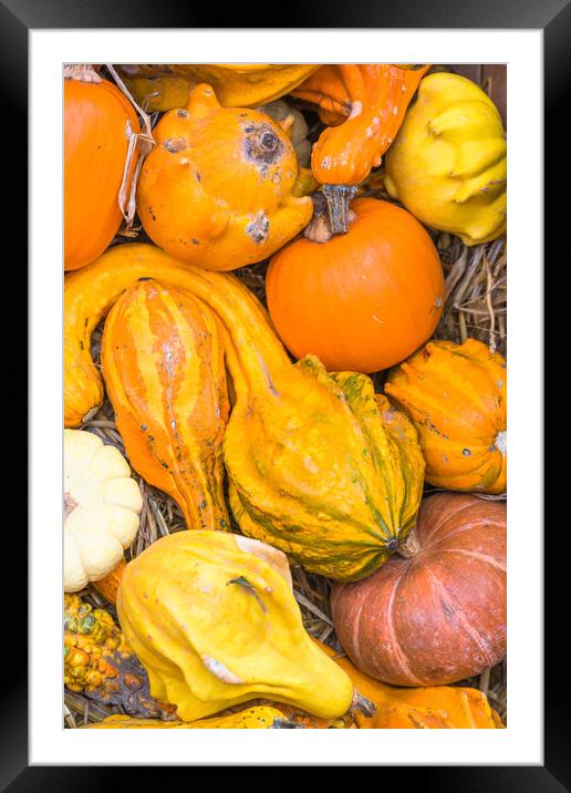 Closeup or Pumpkins Framed Mounted Print by Andrew Michael