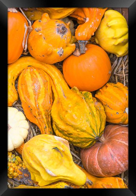 Closeup or Pumpkins Framed Print by Andrew Michael
