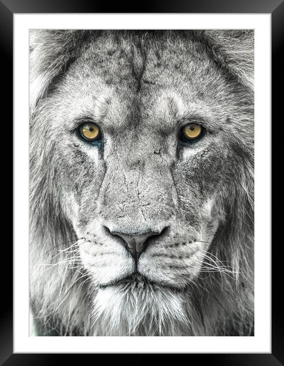 Male African Lion up close. Framed Mounted Print by Andrew Michael