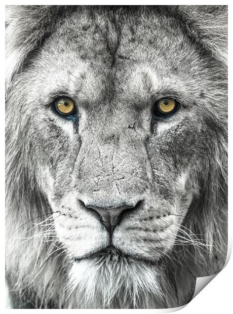 Male African Lion up close. Print by Andrew Michael