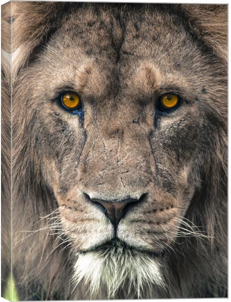 Male African Lion up close. Canvas Print by Andrew Michael