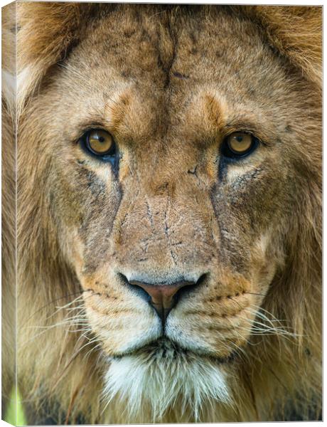 Male African Lion up close. Canvas Print by Andrew Michael