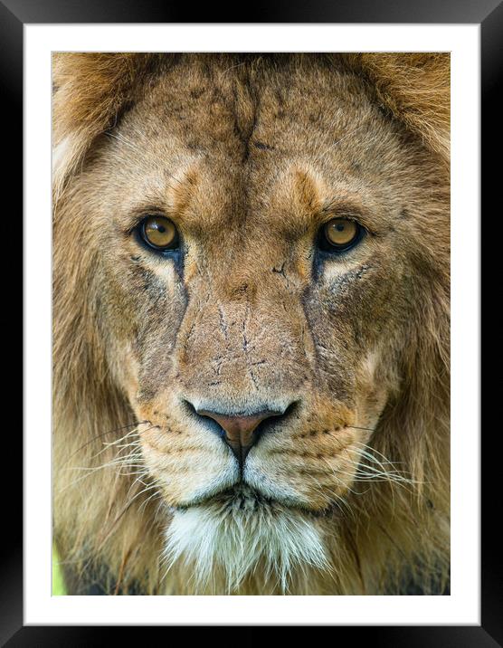 Male African Lion up close. Framed Mounted Print by Andrew Michael