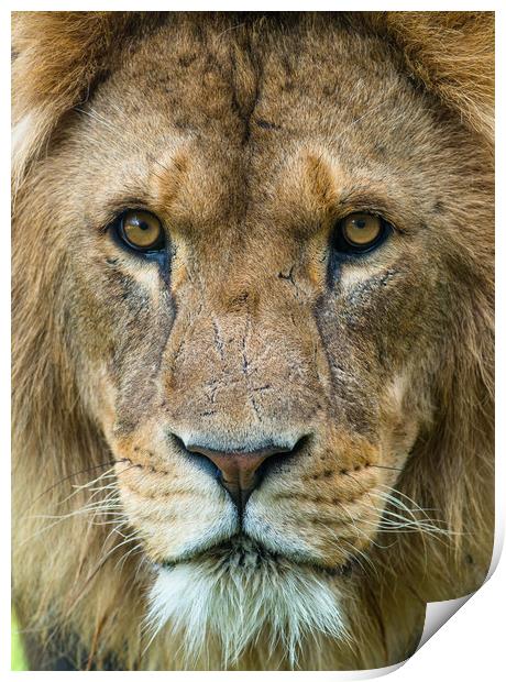 Male African Lion up close. Print by Andrew Michael