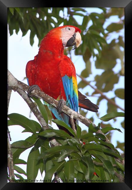 Scarlet Macaw Framed Print by Carole-Anne Fooks