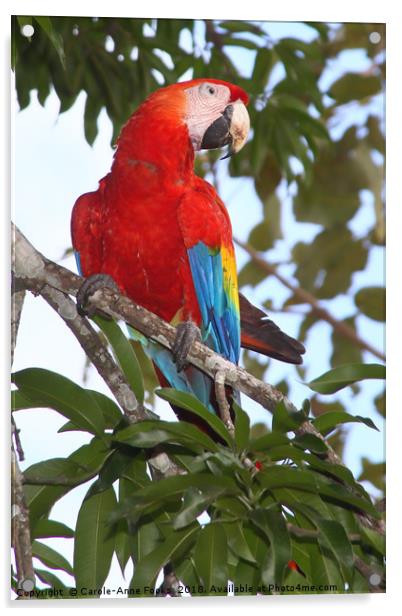 Scarlet Macaw Acrylic by Carole-Anne Fooks