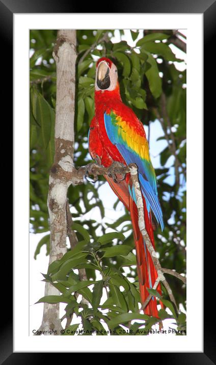 Scarlet Macaw Posing Framed Mounted Print by Carole-Anne Fooks