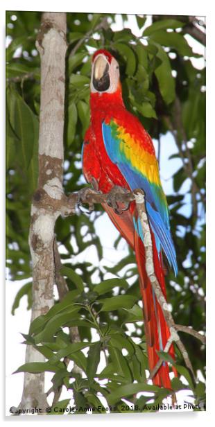 Scarlet Macaw Posing Acrylic by Carole-Anne Fooks