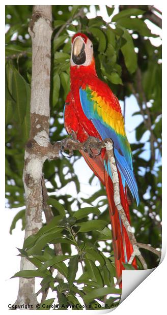 Scarlet Macaw Posing Print by Carole-Anne Fooks