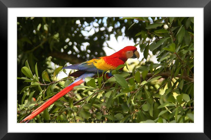 Scarlet Macaw Framed Mounted Print by Carole-Anne Fooks