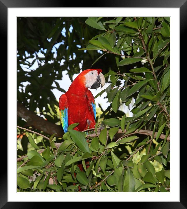Scarlet Macaw Framed Mounted Print by Carole-Anne Fooks