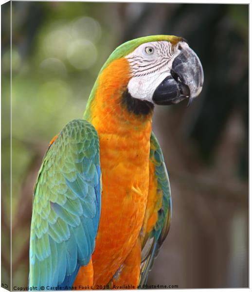 Harlequin Macaw Canvas Print by Carole-Anne Fooks