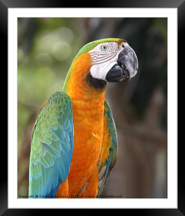 Harlequin Macaw Framed Mounted Print by Carole-Anne Fooks