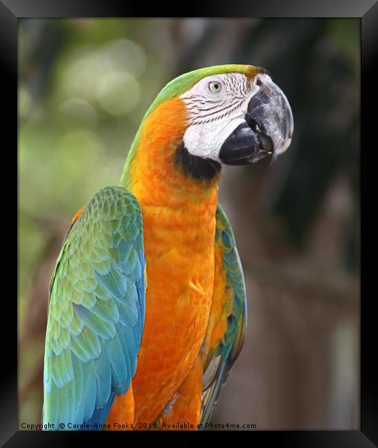 Harlequin Macaw Framed Print by Carole-Anne Fooks