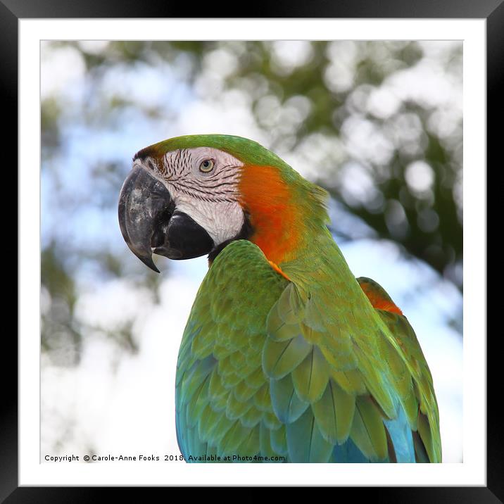 Harlequin Macaw Portrait Framed Mounted Print by Carole-Anne Fooks