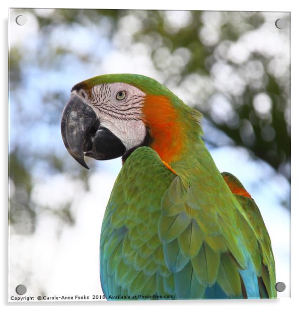 Harlequin Macaw Portrait Acrylic by Carole-Anne Fooks