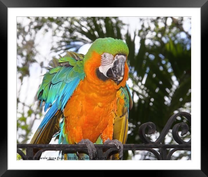Harlequin Macaw Framed Mounted Print by Carole-Anne Fooks