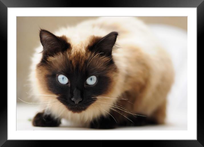 Ragdoll cat stare Framed Mounted Print by Andrew Michael