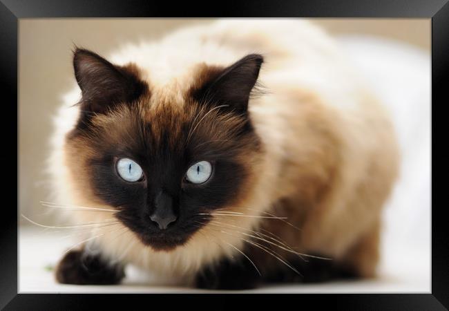 Ragdoll cat stare Framed Print by Andrew Michael