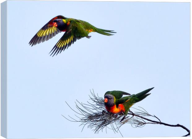 Rainbow Lorikeets in flight Canvas Print by Andrew Michael