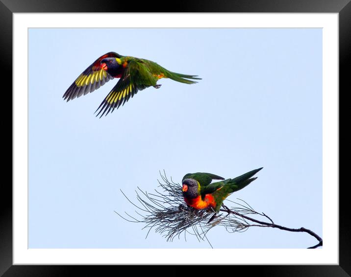Rainbow Lorikeets in flight Framed Mounted Print by Andrew Michael
