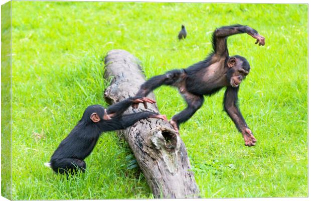 Two baby Chimps playing on a log. Canvas Print by Andrew Michael