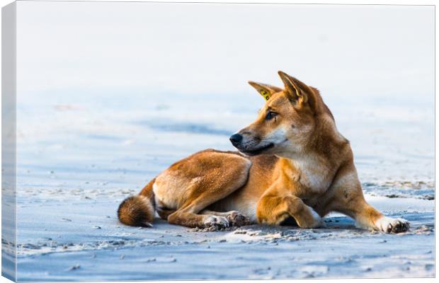 Dingo on 75 mile mile beach Canvas Print by Andrew Michael