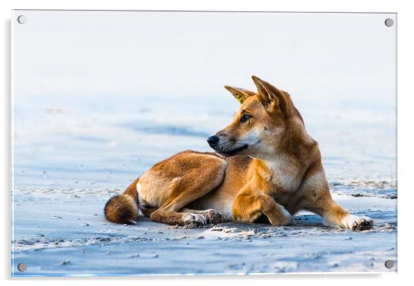 Dingo on 75 mile mile beach Acrylic by Andrew Michael