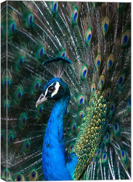 Indian blue peacock displaying plumage Canvas Print by Andrew Michael