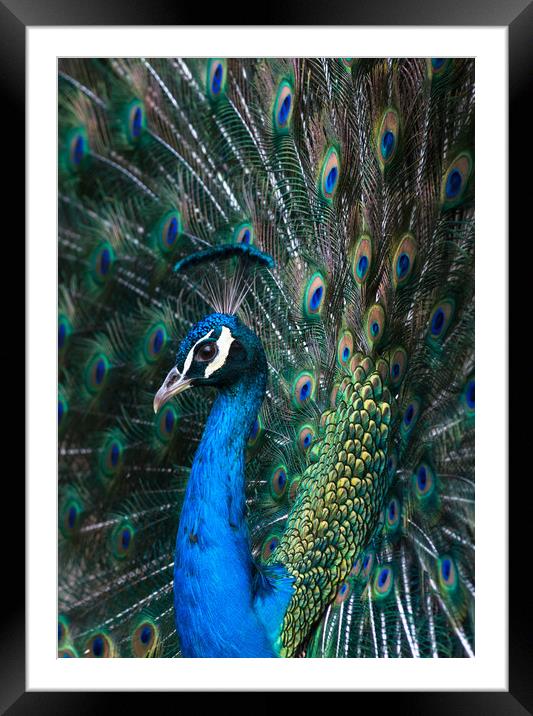 Indian blue peacock displaying plumage Framed Mounted Print by Andrew Michael