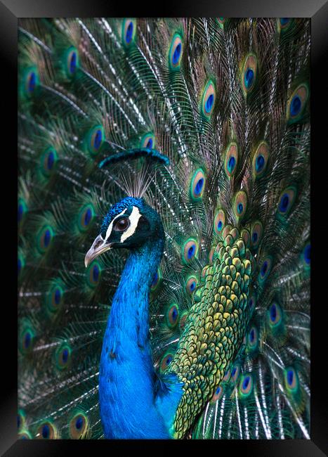 Indian blue peacock displaying plumage Framed Print by Andrew Michael
