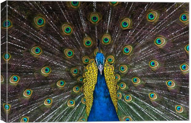 Indian blue peacock looking straight ahead Canvas Print by Andrew Michael