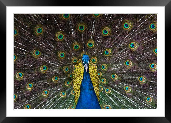 Indian blue peacock looking straight ahead Framed Mounted Print by Andrew Michael
