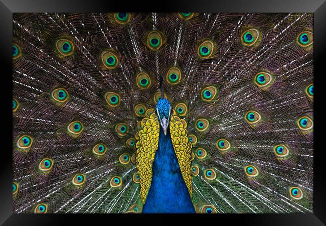 Indian blue peacock looking straight ahead Framed Print by Andrew Michael