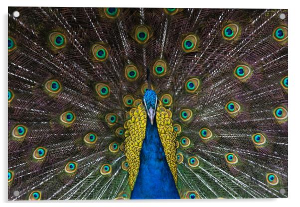 Indian blue peacock looking straight ahead Acrylic by Andrew Michael