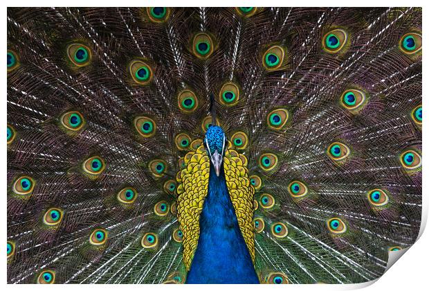 Indian blue peacock looking straight ahead Print by Andrew Michael