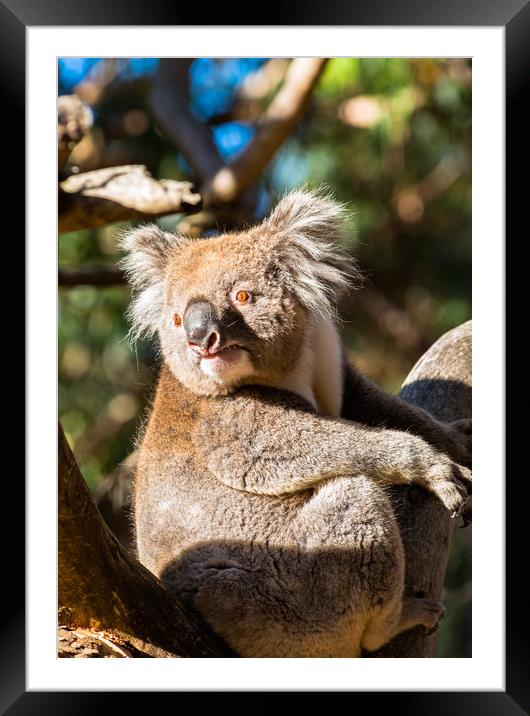 Koala on a tree Framed Mounted Print by Andrew Michael