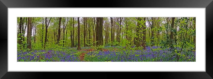      Bluebells                           Framed Mounted Print by Anthony Kellaway