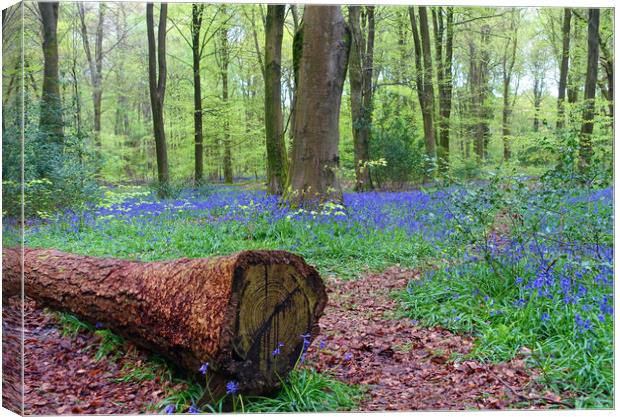   BLUEBELL WOOD                              Canvas Print by Anthony Kellaway